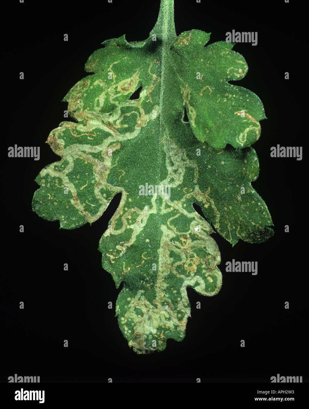Chrysanthemum leaf miner Chromatomyia syngenesiae mine damage to a chrysanthemum leaf Stock Photo