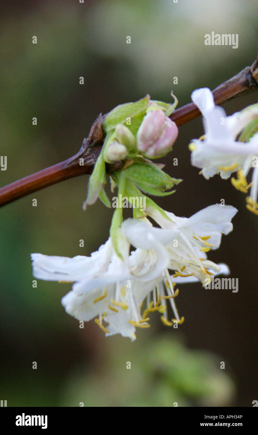 Winter Honeysuckle Lonicera fragrantissima Caprifoliaceae Stock Photo