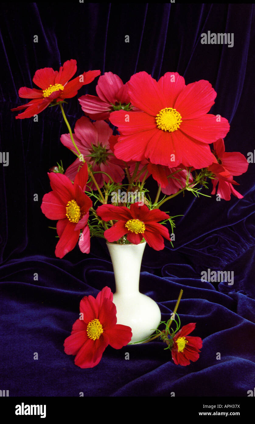 Red Cosmos Flowers In Vase Vivid Crimson Yellow Still Life Table Top Composition Artistic Magical Arrangement Stock Photo Alamy Red Cosmos Flowers In Vase Vivid Crimson Yellow Still Life Table Top Composition Artistic Magical Arrangement Stock Photo Alamy