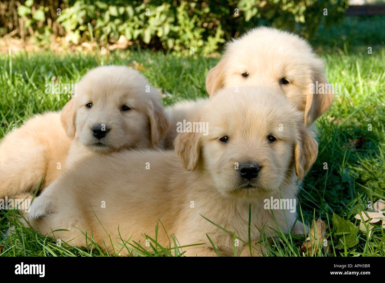 Golden Retriever Litter Hi res Stock Photography And Images Alamy Golden Retriever Litter Hi res Stock Photography And Images Alamy