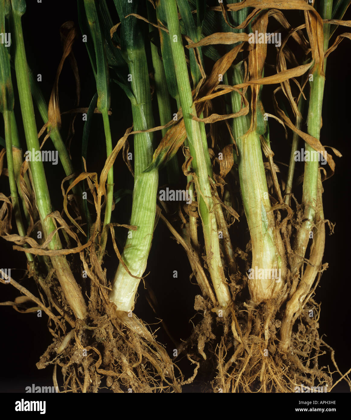 Gout fly Chlorops pumilionis selling damage to young wheat plants stem