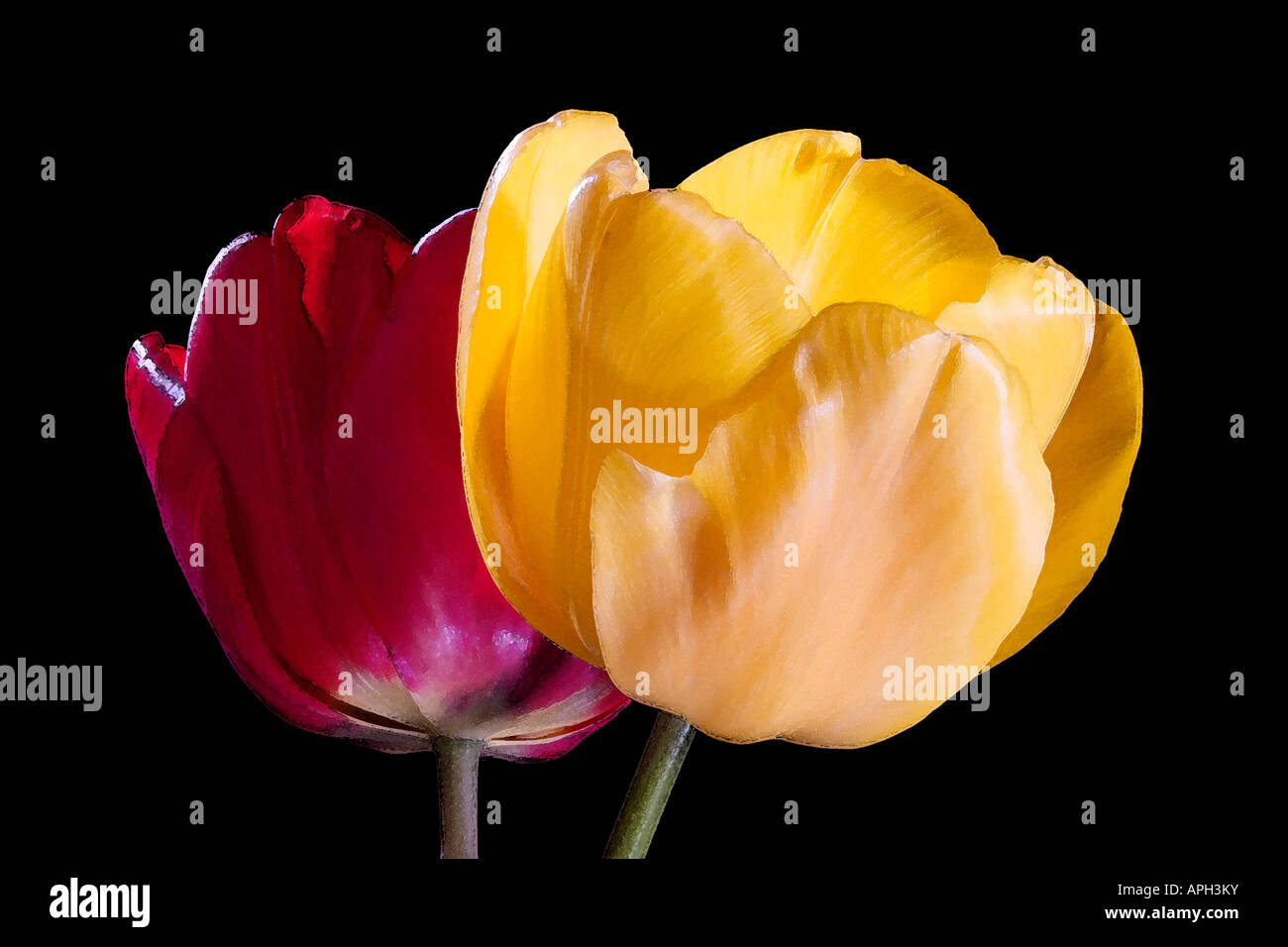 Red and Yellow Tulips against a black background Stock Photo - Alamy