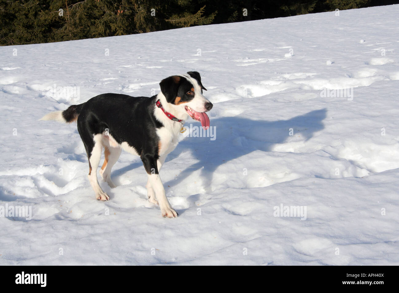 Beagle dog in winter snow waiting to play Bavaria Germany Europe Stock Photo