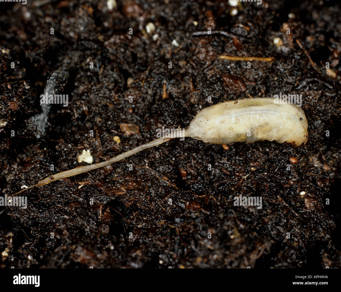 Rat tailed maggot Eristalis tenax compost living drone fly larva Stock Photo