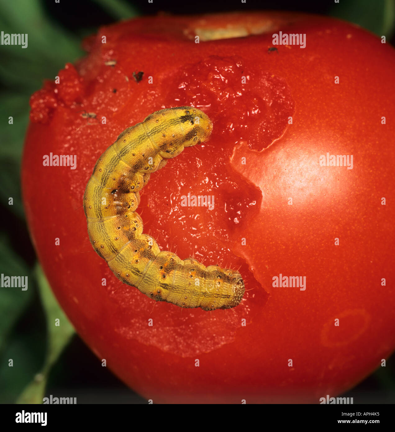 Tomato fruitworm Helicoverpa armigera on damaged tomato Portugal Stock Photo