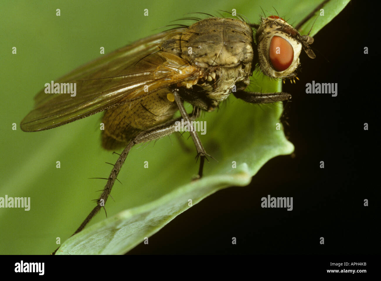 Adult cabbage root fly Delia radicum on cabbage Stock Photo Alamy