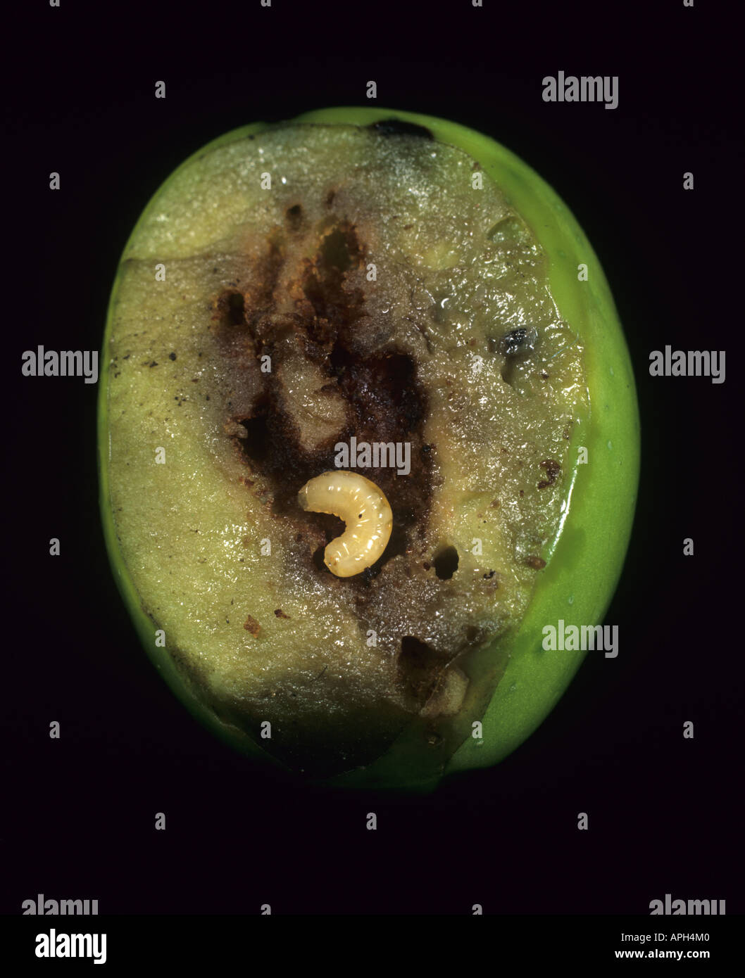 Olive fly Dacus oleae larva in a sectioned olive fruit Stock Photo