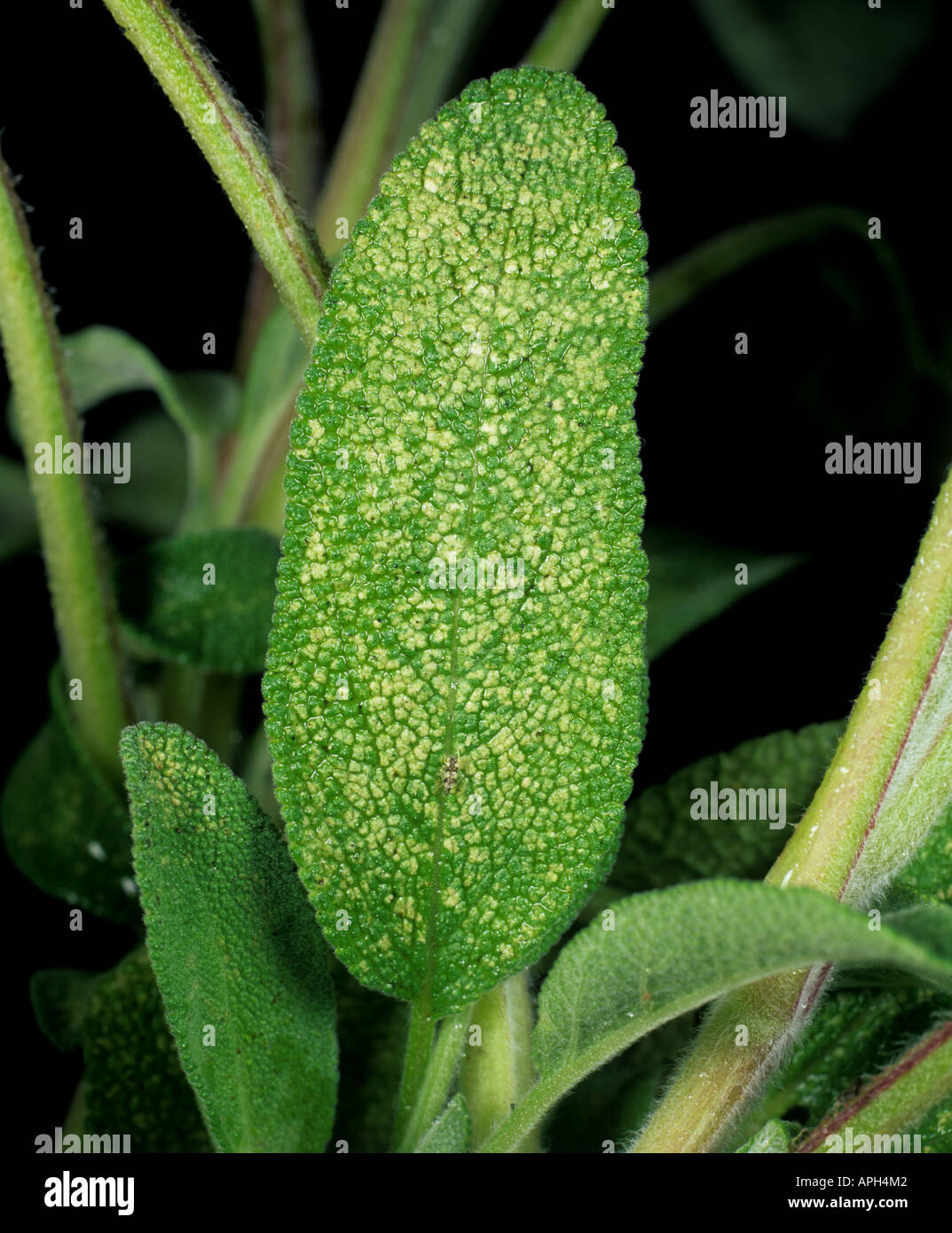 Chrysanthemum leafhopper Eupteryx melissae damage to sage leaves Stock Photo