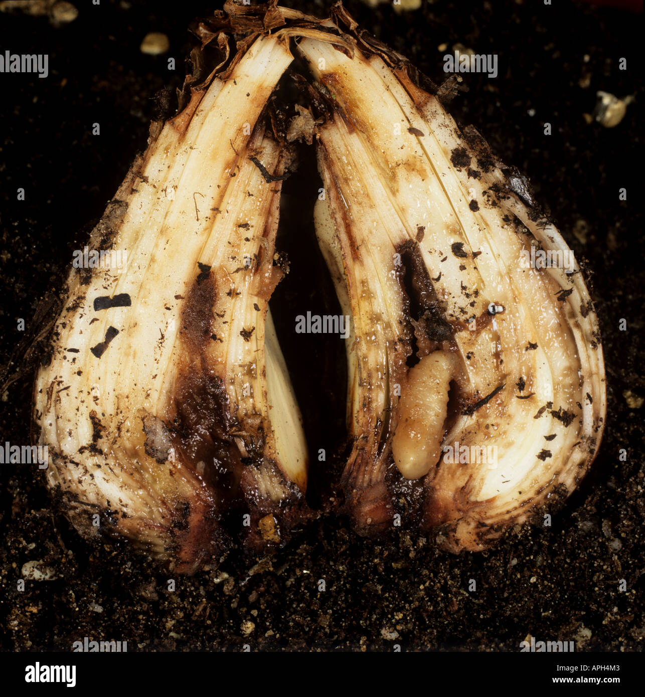 Large narcissus fly Merodon equestris larva in sectioned Narcissus bulb Stock Photo