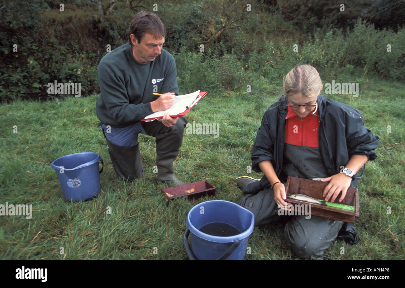 Environment Agency officers measure trout after Electro fishing Stock Photo