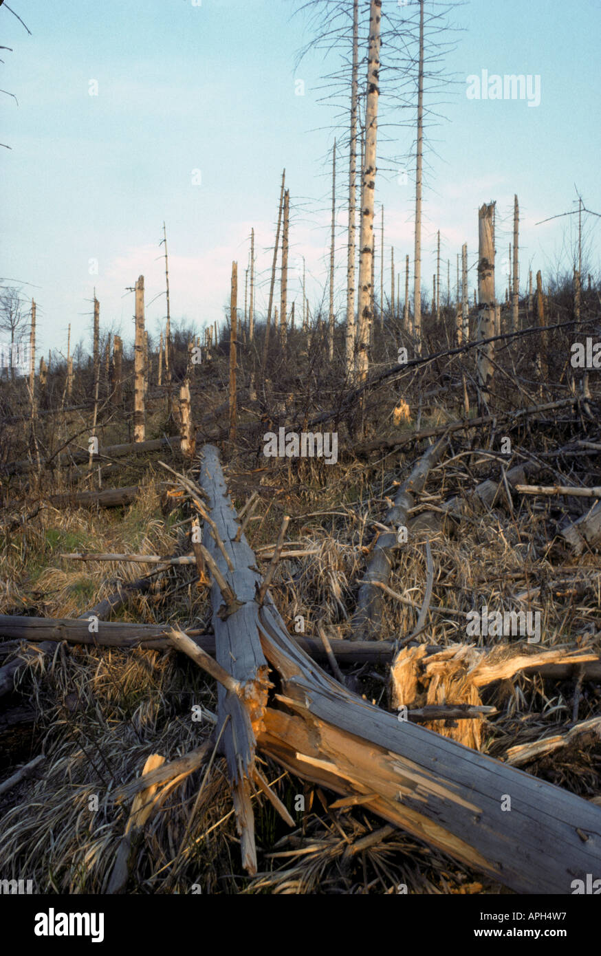 Conifer trees killed by acid rain in North Bohemia Czech Republic April 1990 Stock Photo