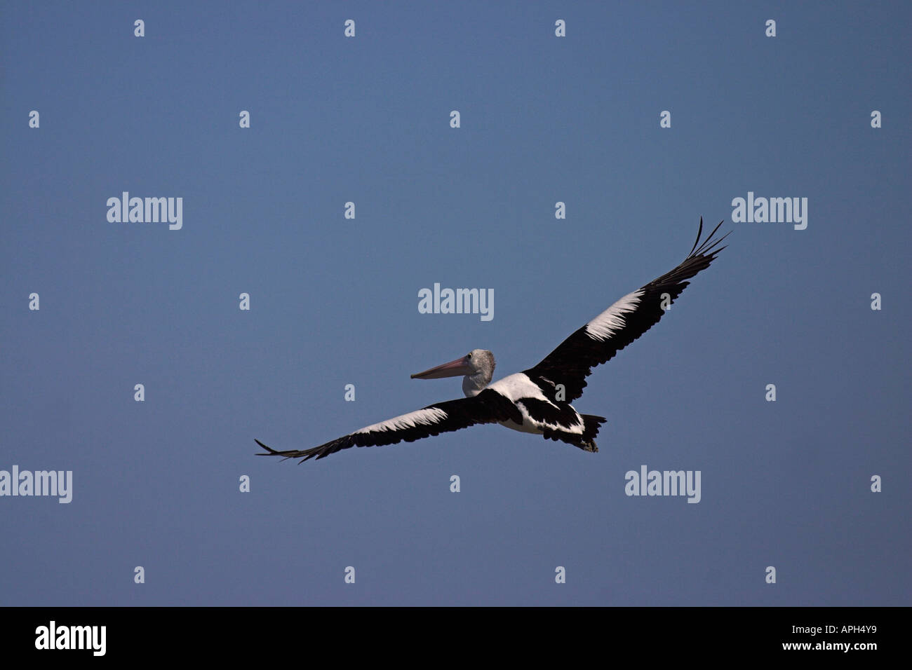 australian pelican, pelecanus conspicillatus, in flight Stock Photo