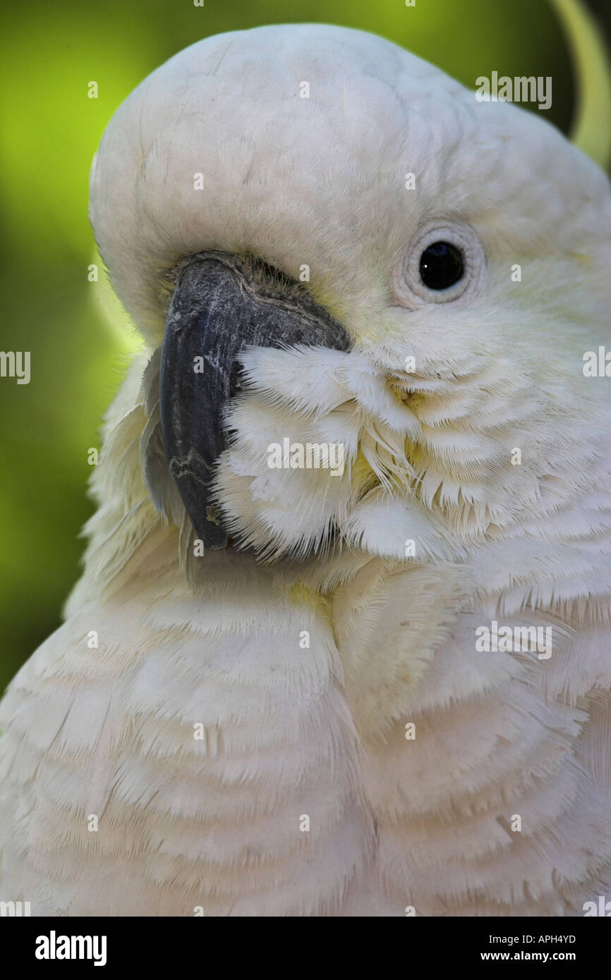 sulphur crested cockatoo, cacatua galerita, Stock Photo