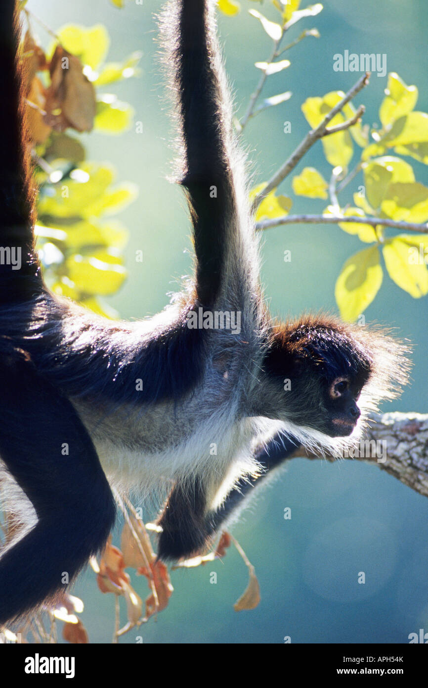 Spider Monkey Ateles geoffroyi, Belize Stock Photo