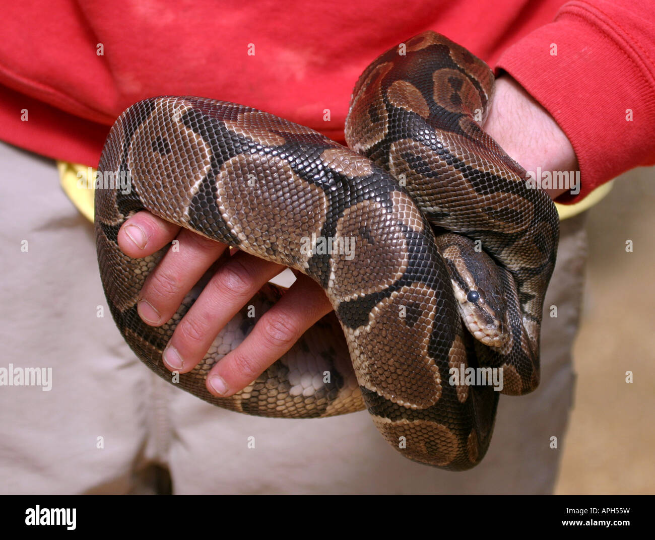 Snake handler zoo hi-res stock photography and images - Alamy