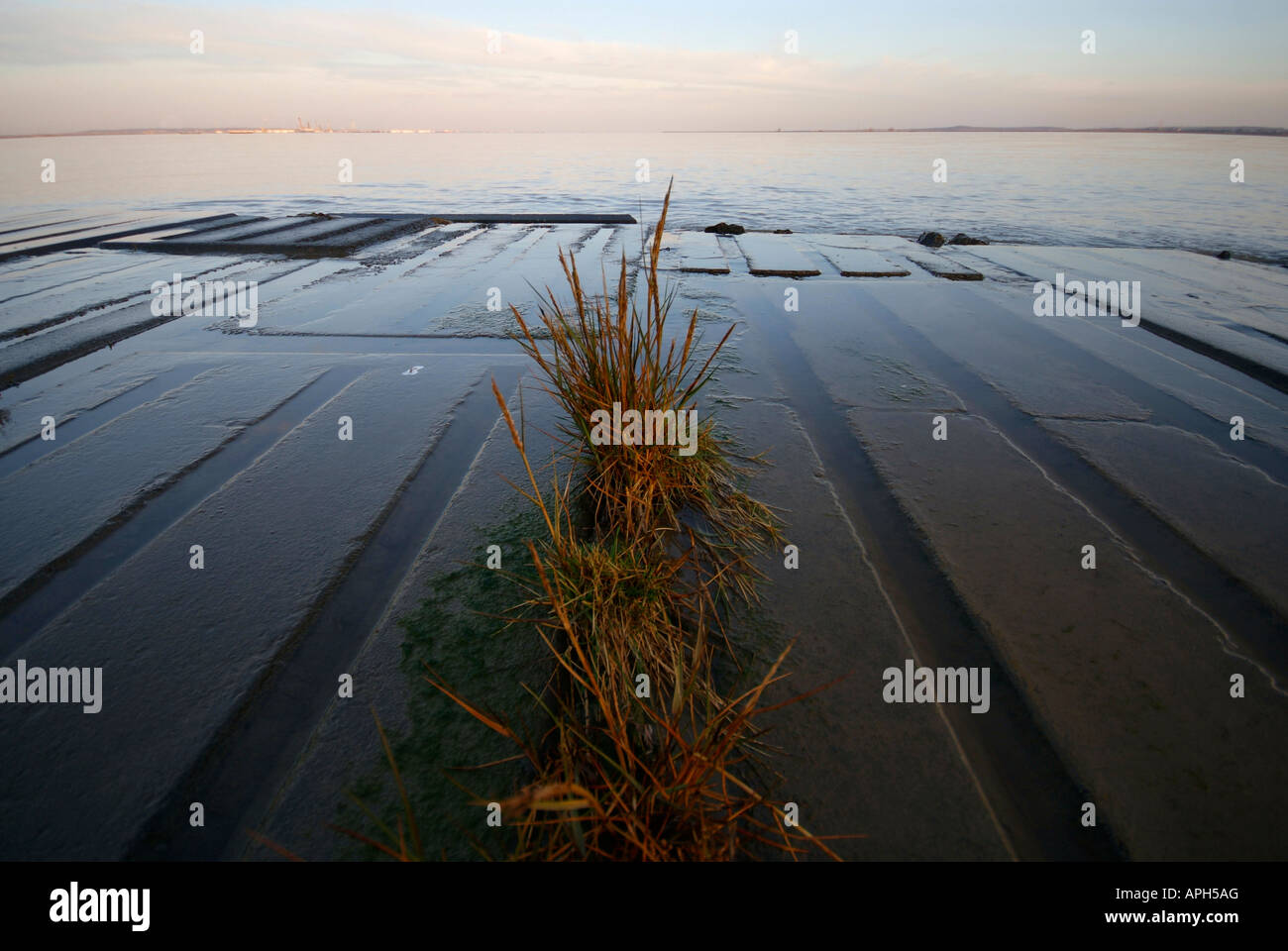 Water grass grows between gaps in concrete slabs along the river bank on the Thames estuary to protect the coast from erosion Stock Photo