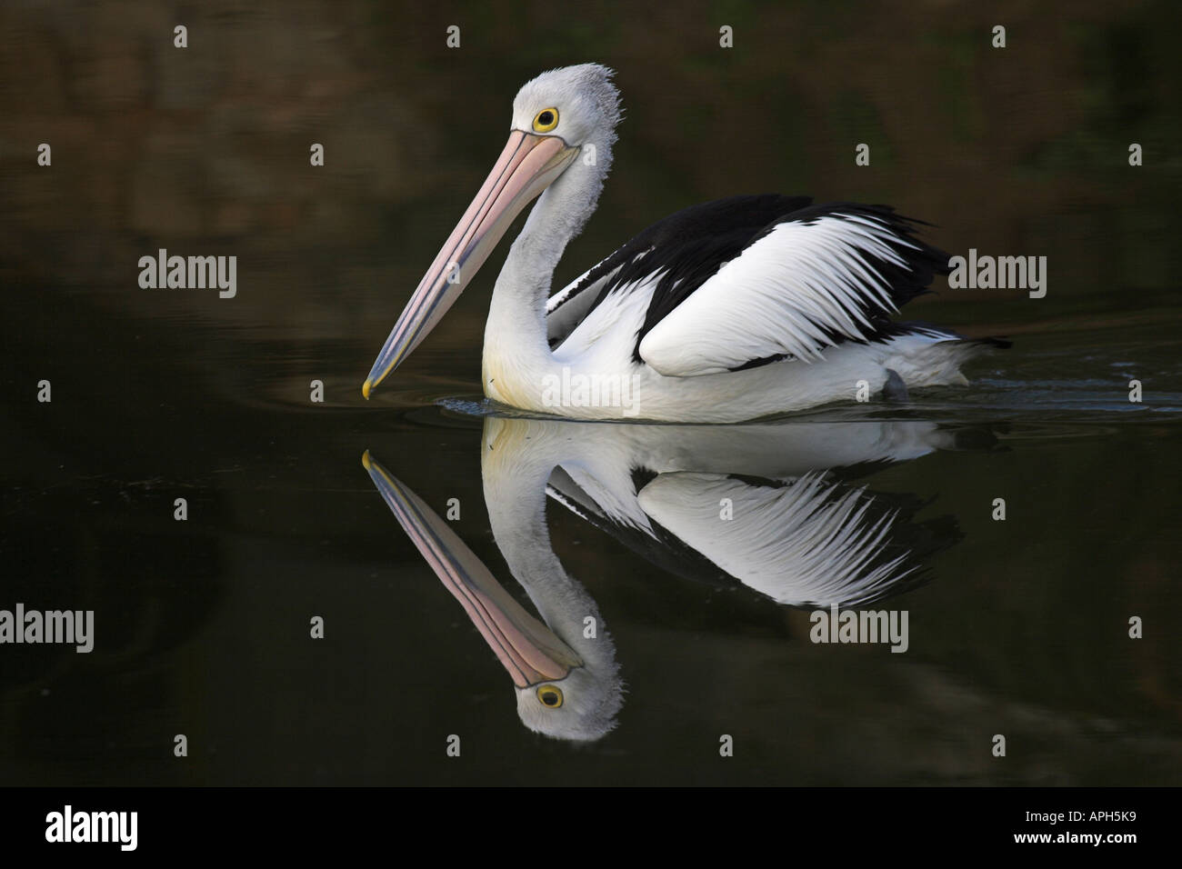 australian pelican, pelecanus conspicillatus Stock Photo
