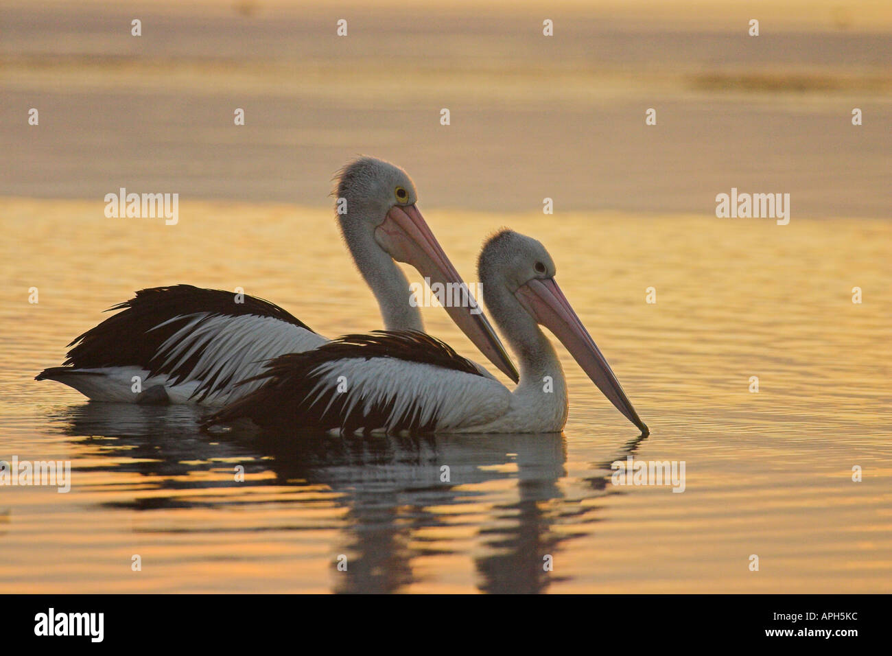australian pelicans, pelecanus conspicillatus at sunset Stock Photo