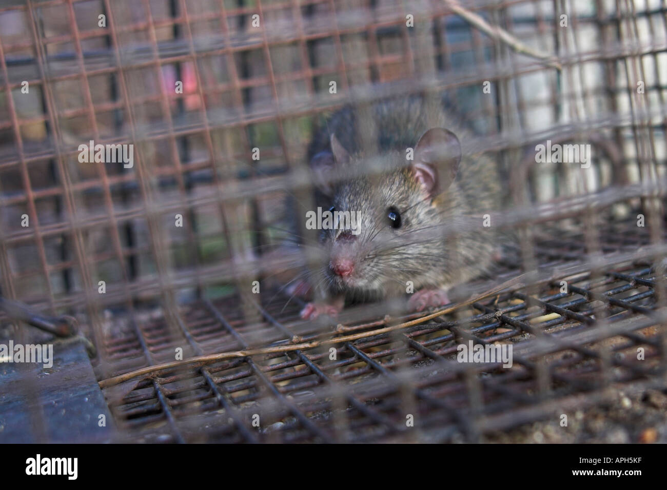 bush rat, rattus fuscipes, caught in a trap Stock Photo Alamy