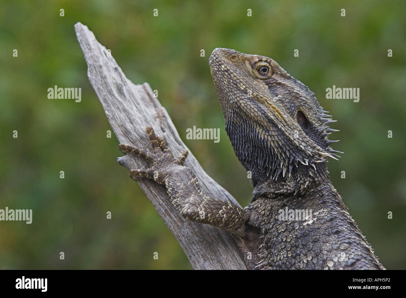 common bearded dragon, pogona barbata, Stock Photo
