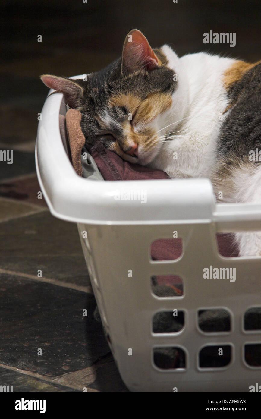 Cat sleeping basket hires stock photography and images Alamy