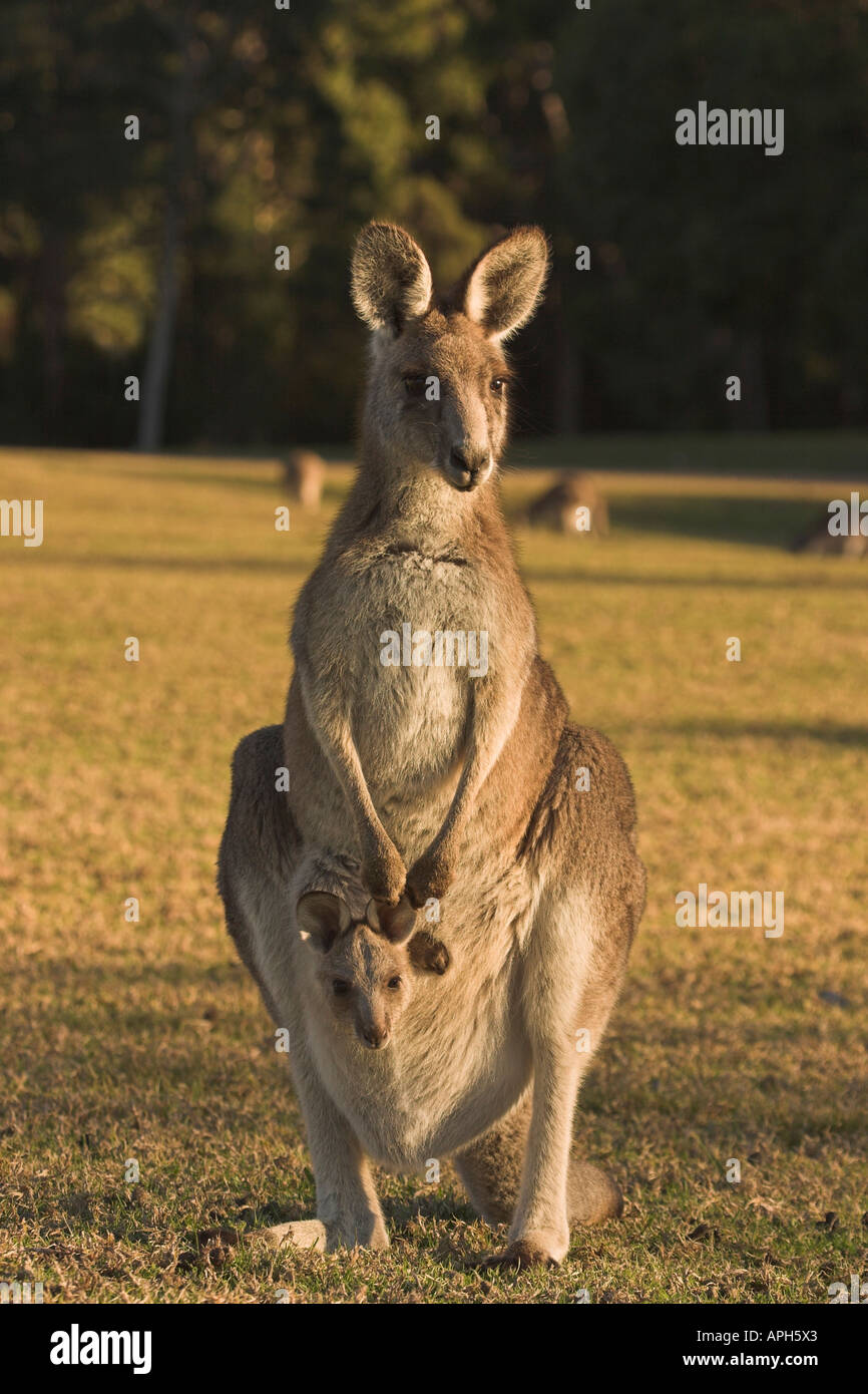 eastern grey kangaroo with joey in pouch, macropus giganteus Stock Photo