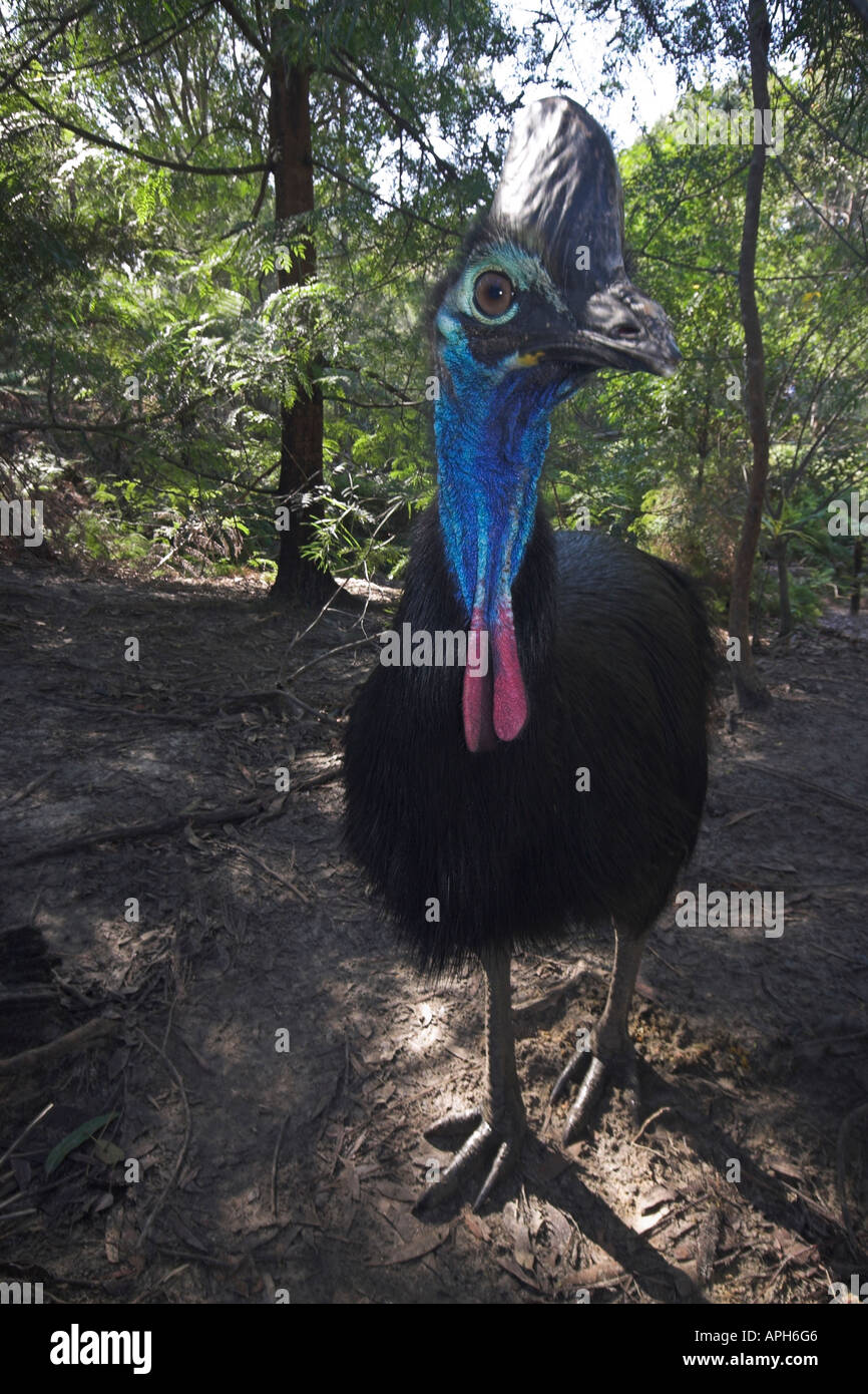 Cassowary feathers hi-res stock photography and images - Page 3 - Alamy