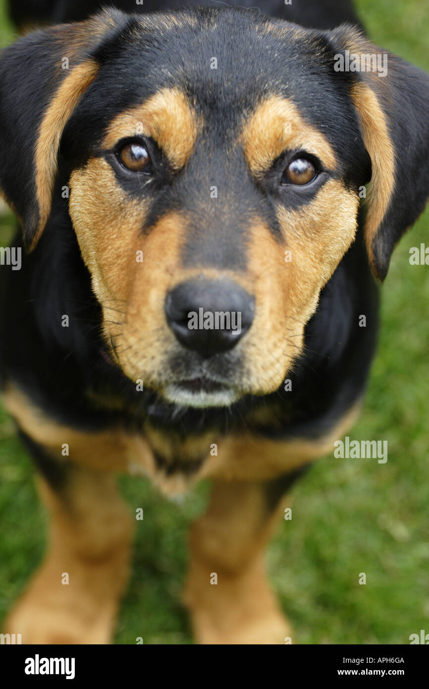 Black and tan labrador hi-res stock photography and images - Alamy