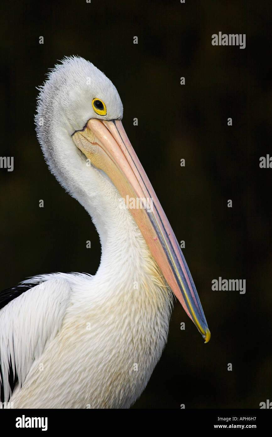 australian pelican, pelecanus conspicillatus Stock Photo