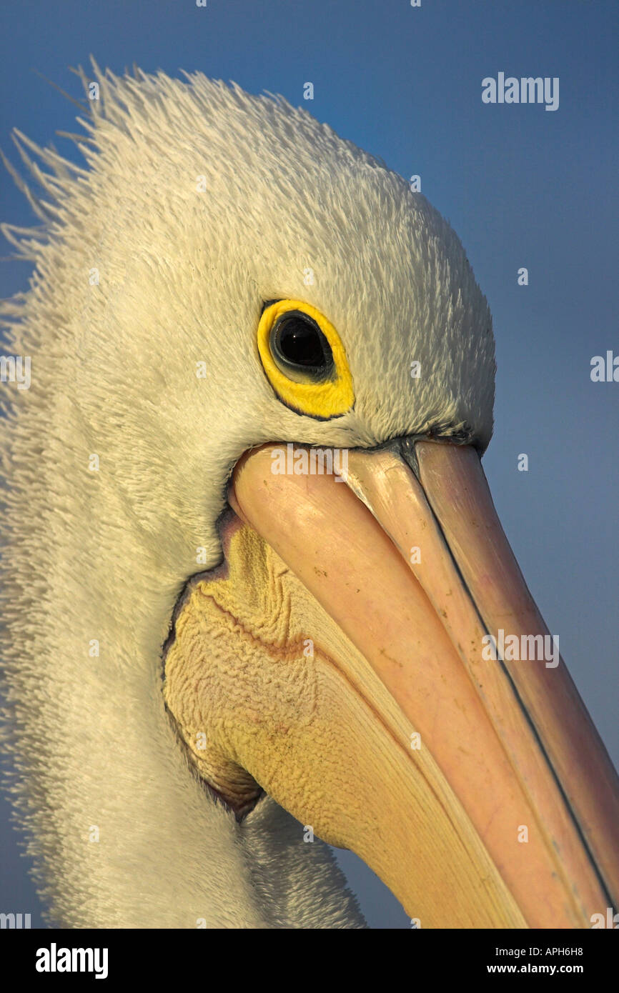 australian pelican, pelecanus conspicillatus, close-up of face Stock Photo