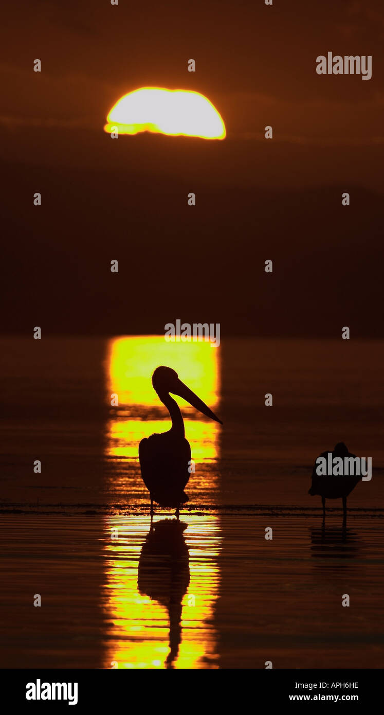 australian pelican, pelecanus conspicillatus at sunset Stock Photo