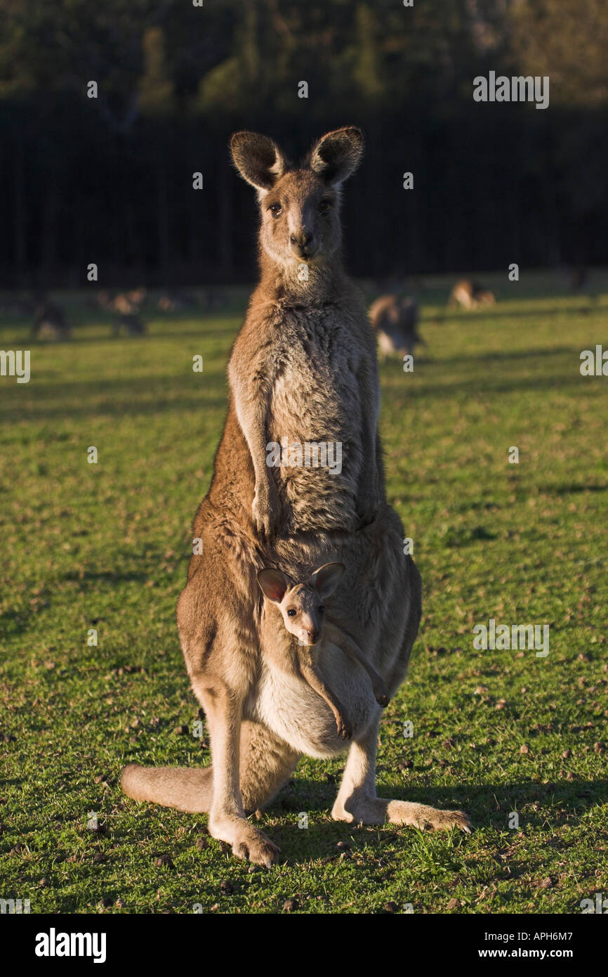 eastern grey kangaroo joey in pouch, macropus giganteus Stock Photo