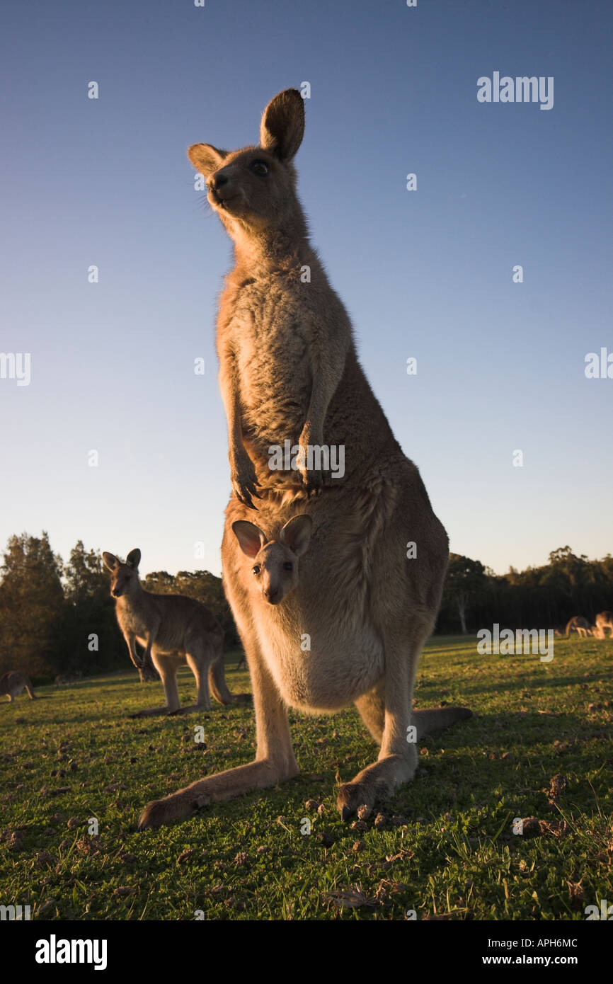 eastern grey kangaroo, macropus giganteus with joey in pouch Stock Photo