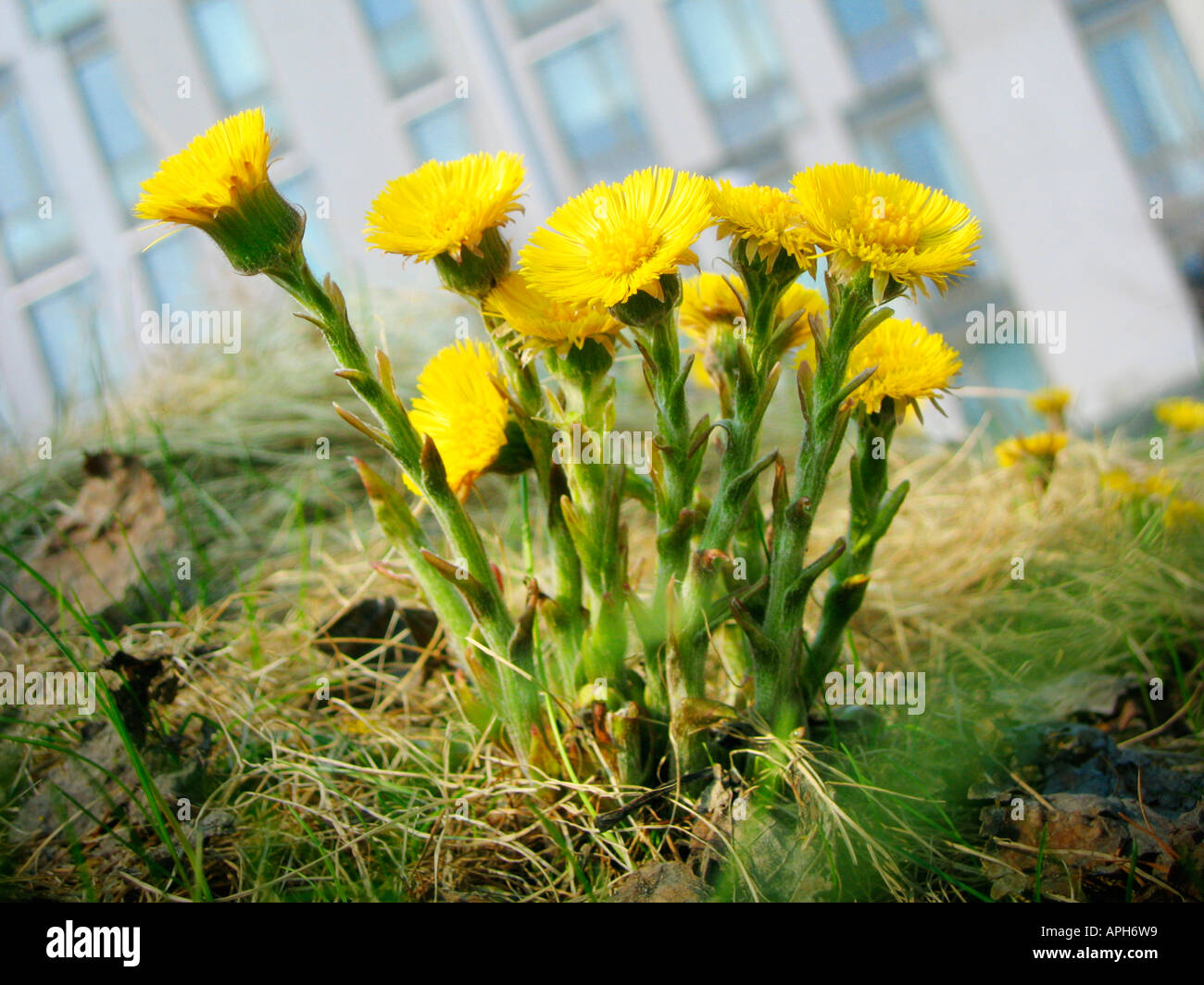 Bright yellow coltsfoot flowers, TUSSILAGO FARFARA. Stock Photo
