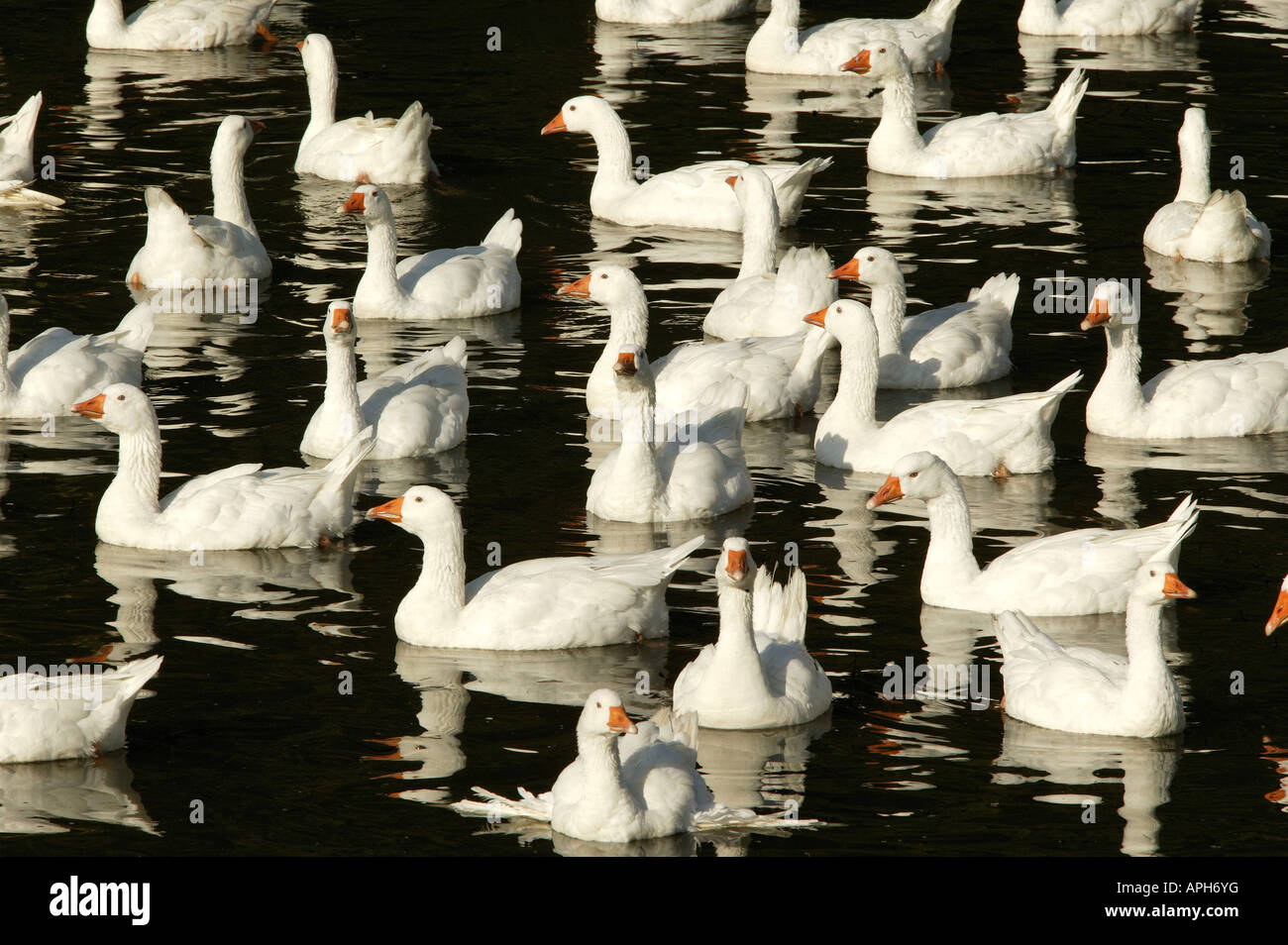goose bill swim animal bird water white group close up pattern Stock Photo