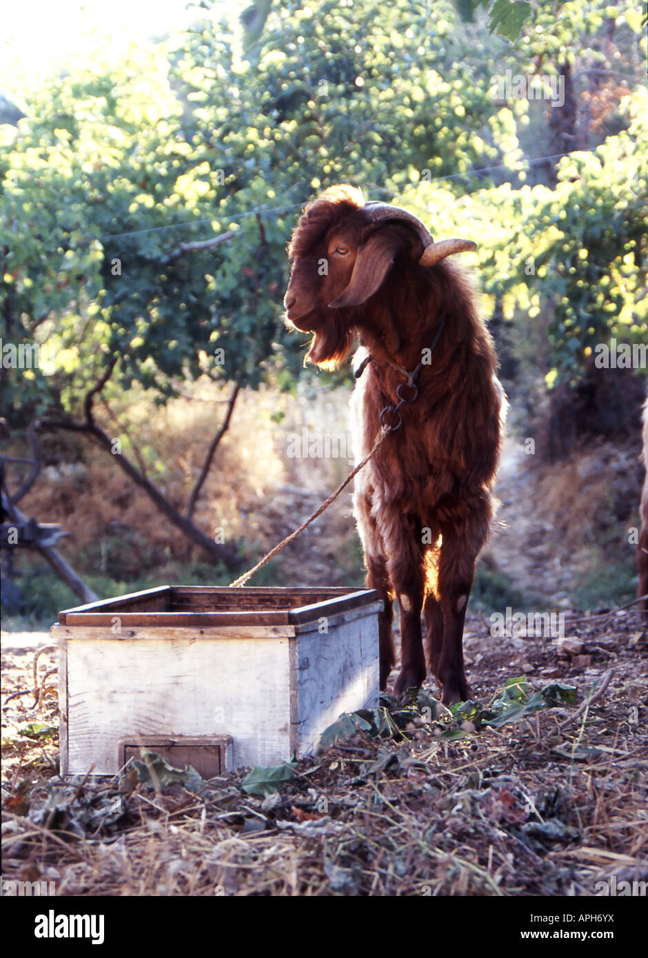 Goat tethered beside feeding box in front of grape vine hires stock