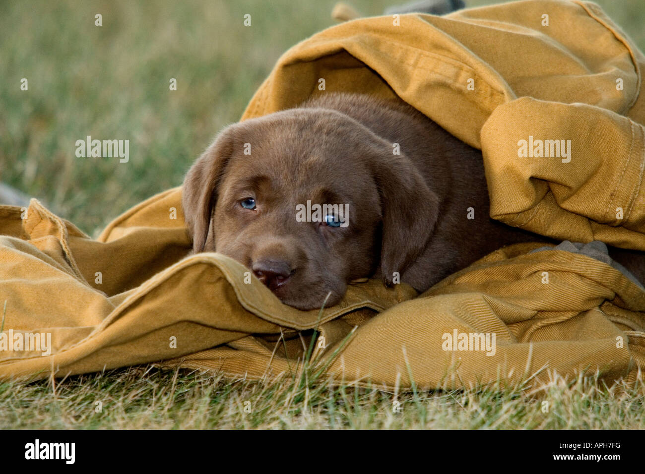 Chocolate Labrador retriever lying on a hunting coat Stock Photo
