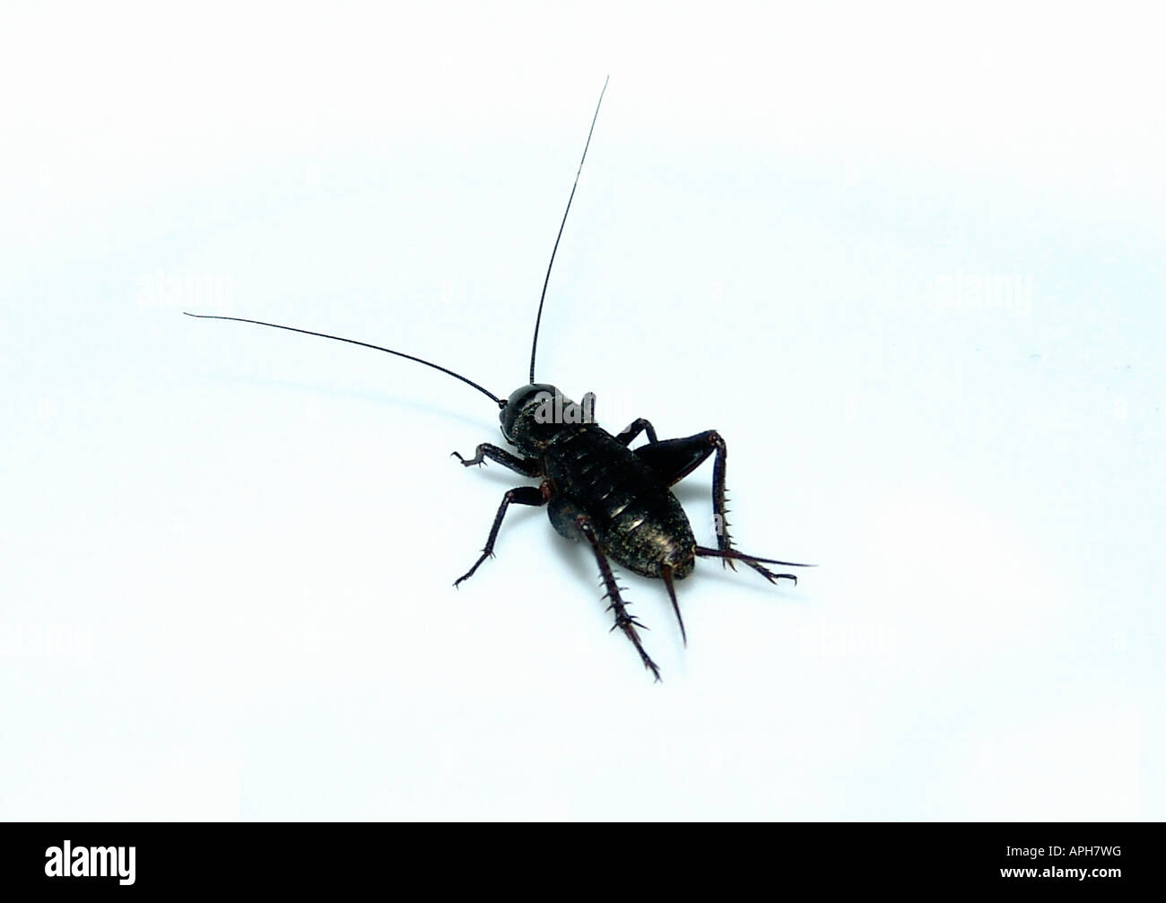 Cricket beetle hires stock photography and images Alamy