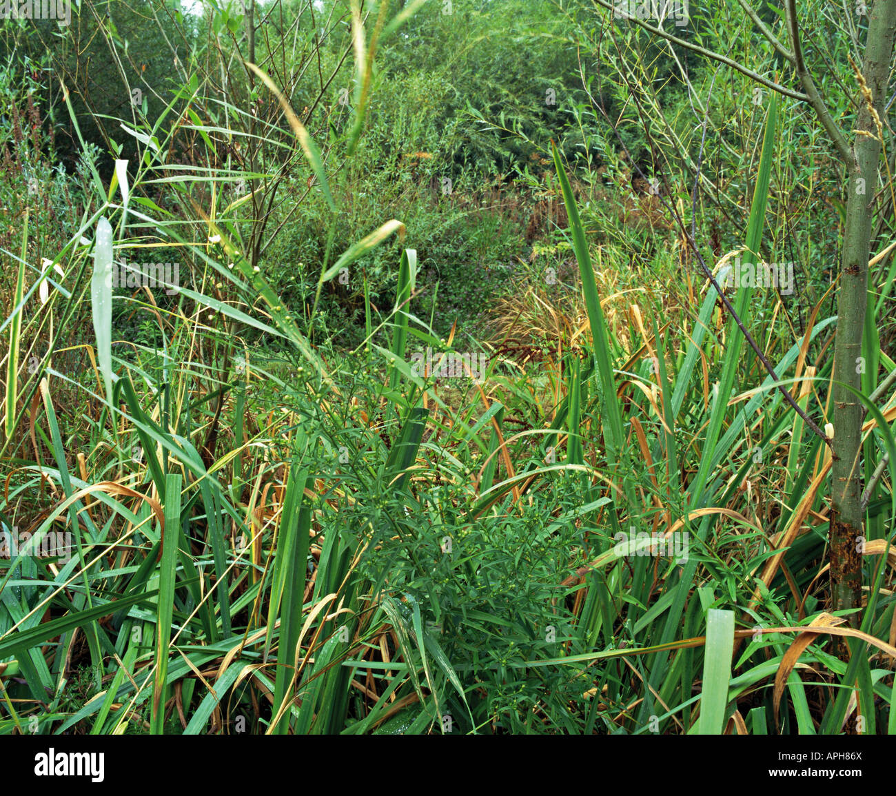 Waterside Vegetation High Resolution Stock Photography and Images - Alamy