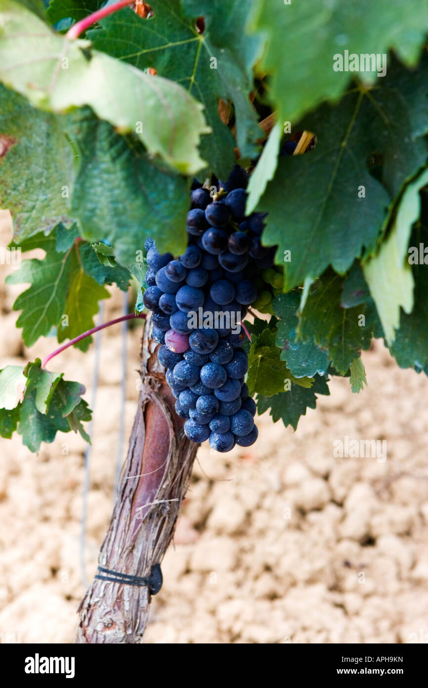 Rioja alavesa grapes hi-res stock photography and images - Alamy