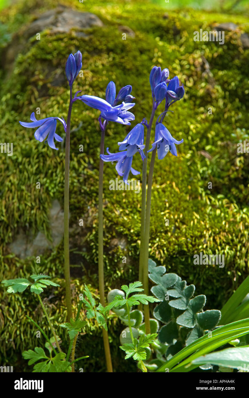 Spanish Bluebell (Hyacinthoides hispanica) and Rustyback Fern (Ceterach officinarum) Stock Photo