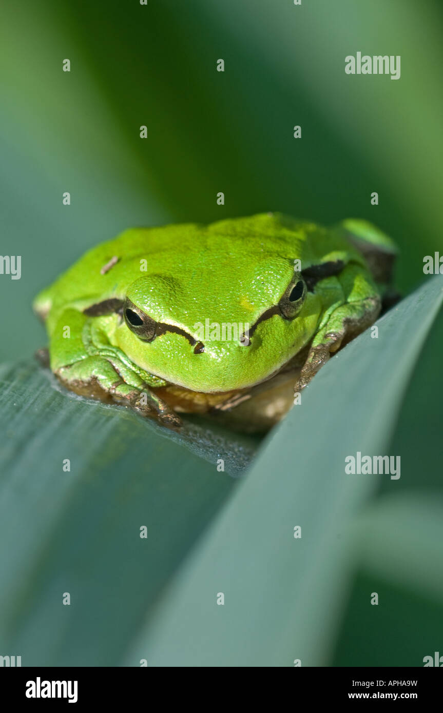 Stripeless Tree Frog (Hyla meridionalis), on White Asphodel Stock Photo