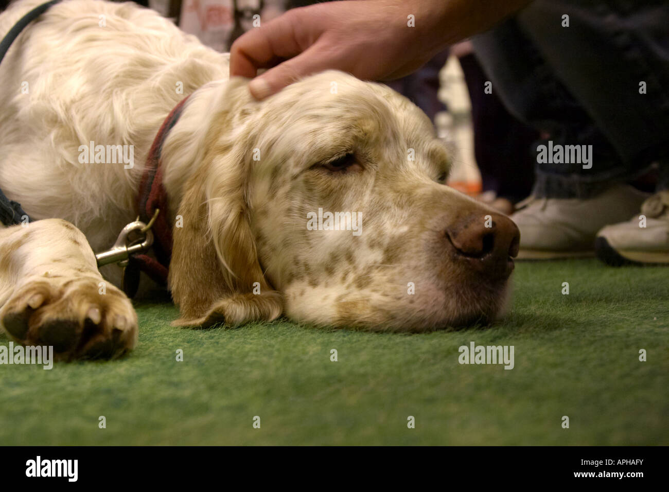 A Clumber spaniel dozing at Discover Dogs in London Stock Photo