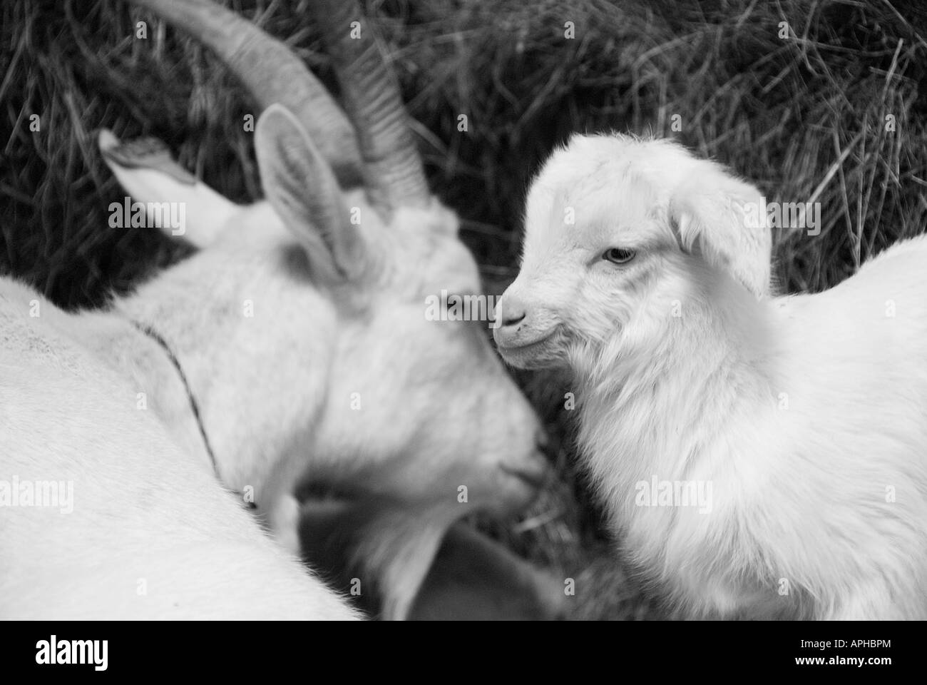 Stock Photo of a white goat lying down in the hay with her baby kid Stock Photo