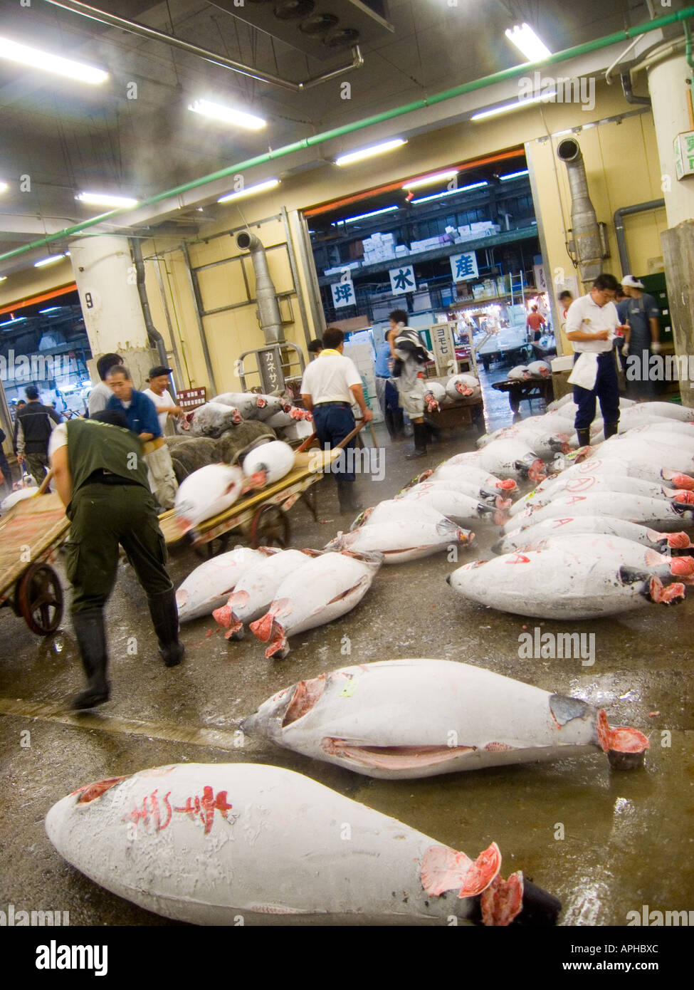 tsukiji fish market before auction tokyo japan Stock Photo - Alamy