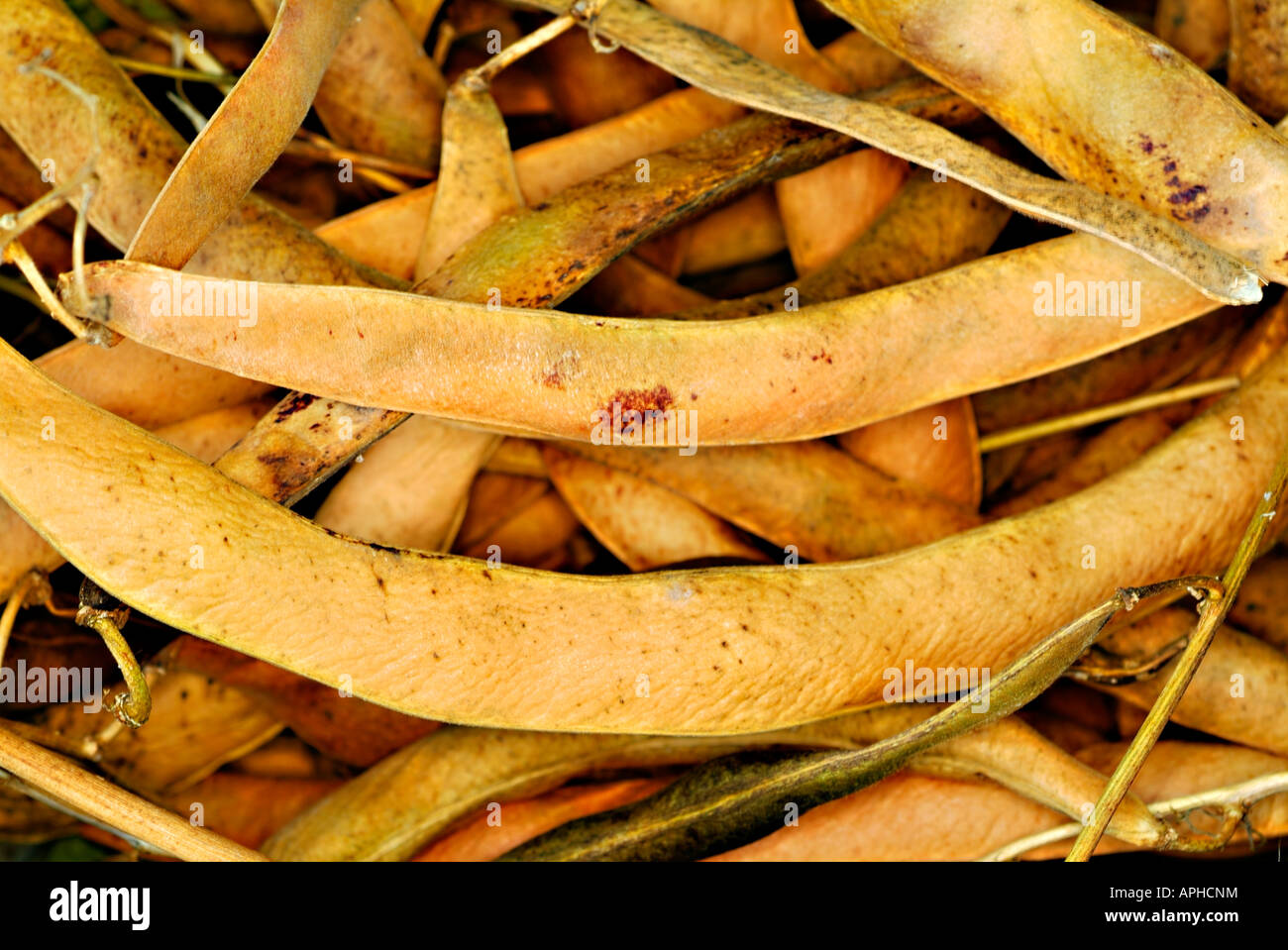 Dried runner beans hires stock photography and images Alamy