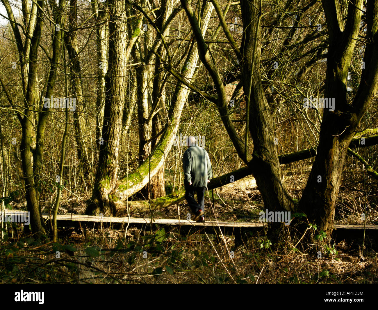 man walking in woods Stock Photo - Alamy