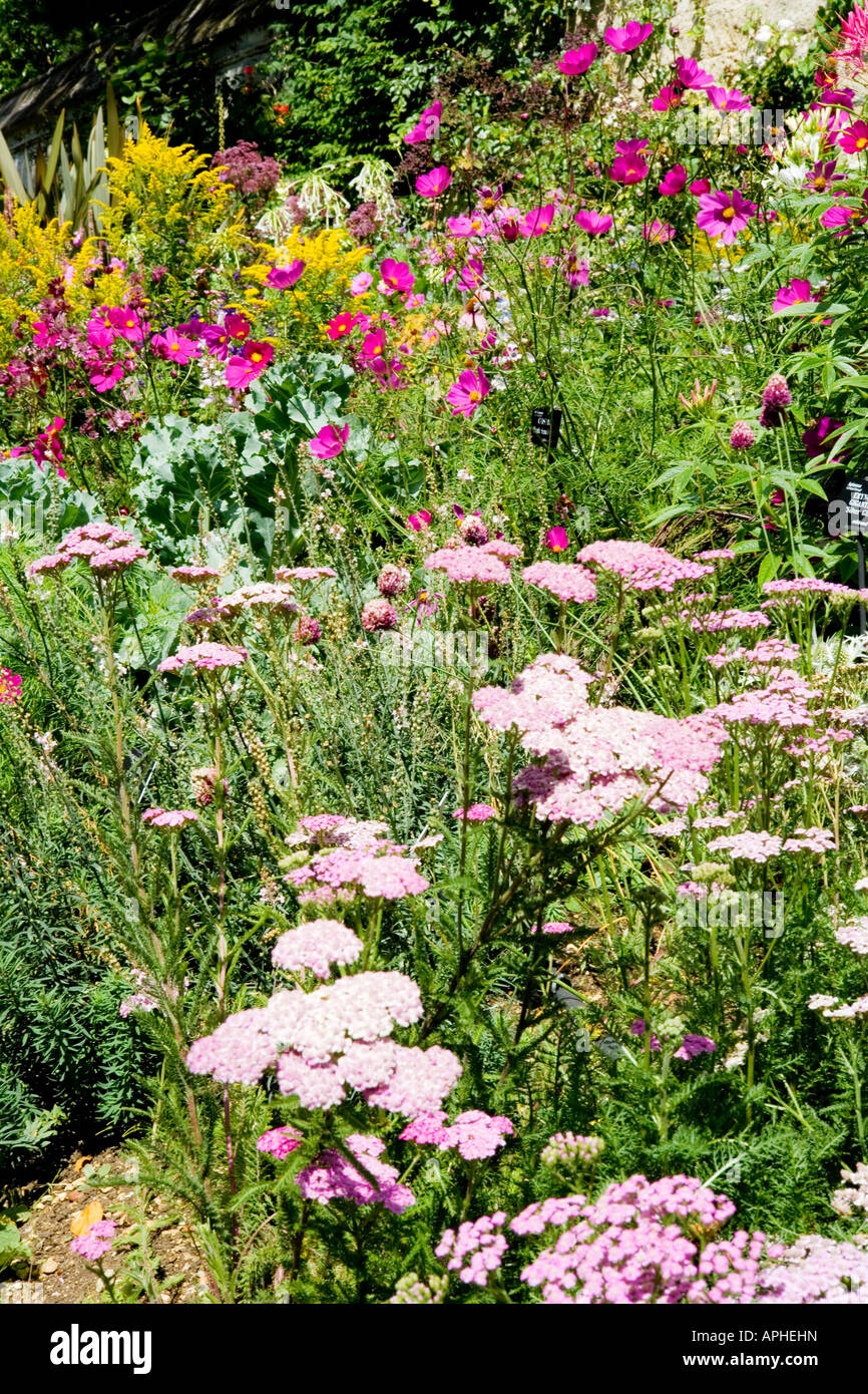 Summer border of annuals and herbaceous perennials with yarrow Achillea millefolium 'Lilac Beauty' in the foreground and Cosmos Stock Photo