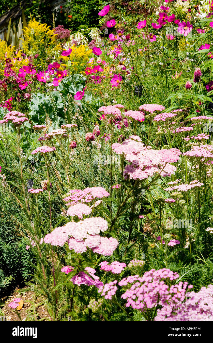 Summer border of annuals and herbaceous perennials with yarrow Achillea millefolium 'Lilac Beauty' in the foreground and Cosmos Stock Photo