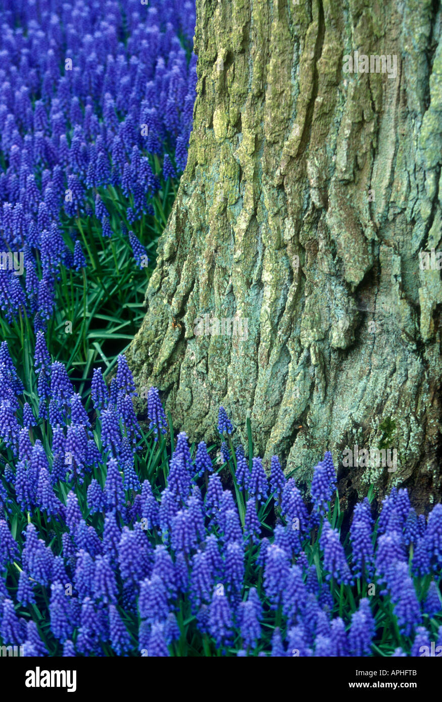 Flowers in woodland Stock Photo - Alamy